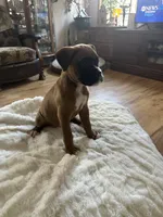 AKC  Piper, a female Boxer for sale in Kalamazoo, MI – 6 of 10