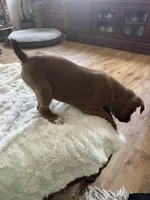 AKC  Piper, a female Boxer for sale in Kalamazoo, MI – 9 of 10