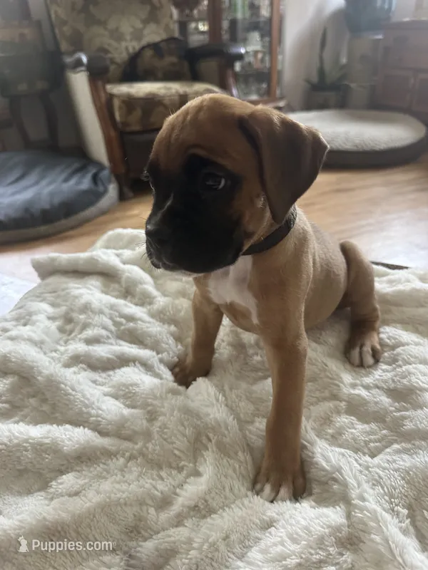 Fritz – Boxer puppy for sale in Kalamazoo, MI