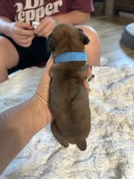 Griffin, a male Boxer for sale in Kalamazoo, MI – 2 of 6