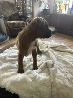 AKC  Piper, a female Boxer for sale in Kalamazoo, MI – 3 of 10