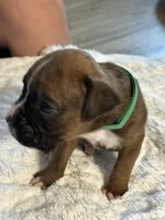 Drew, a male Boxer for sale in Kalamazoo, MI – 2 of 8