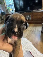 Griffin, a male Boxer for sale in Kalamazoo, MI – 6 of 6