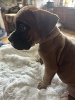 Finn, a male Boxer for sale in Kalamazoo, MI – 3 of 9