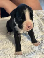 Tux, a male Boxer for sale in Kalamazoo, MI – 9 of 9