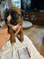 Piper, a female Boxer for sale in Kalamazoo, MI – 3 of 6