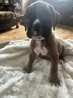 Finn, a male Boxer for sale in Kalamazoo, MI – 7 of 9
