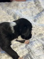 Tux, a male Boxer for sale in Kalamazoo, MI – 4 of 9
