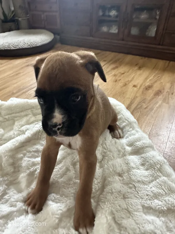 Piper – Boxer puppy for sale in Kalamazoo, MI