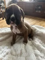 Finn, a male Boxer for sale in Kalamazoo, MI – 9 of 9