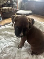 Finn, a male Boxer for sale in Kalamazoo, MI – 4 of 9