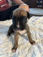 Griffin, a male Boxer for sale in Kalamazoo, MI – 4 of 6