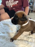 Piper, a female Boxer for sale in Kalamazoo, MI – 1 of 6