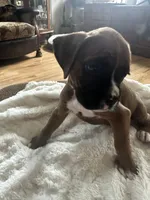 Finn, a male Boxer for sale in Kalamazoo, MI – 5 of 9