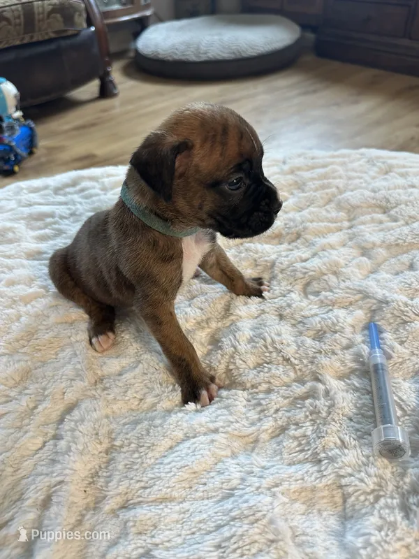Griffin – Boxer puppy for sale in Kalamazoo, MI