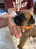 Fritz, a male Boxer for sale in Kalamazoo, MI – 3 of 6