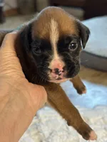 MiMi, a female Boxer for sale in Kalamazoo, MI – 5 of 5