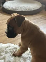 AKC  Piper, a female Boxer for sale in Kalamazoo, MI – 2 of 10