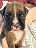 Drew, a male Boxer for sale in Kalamazoo, MI – 8 of 8