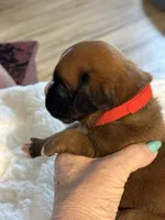 MiMi, a female Boxer for sale in Kalamazoo, MI – 4 of 5
