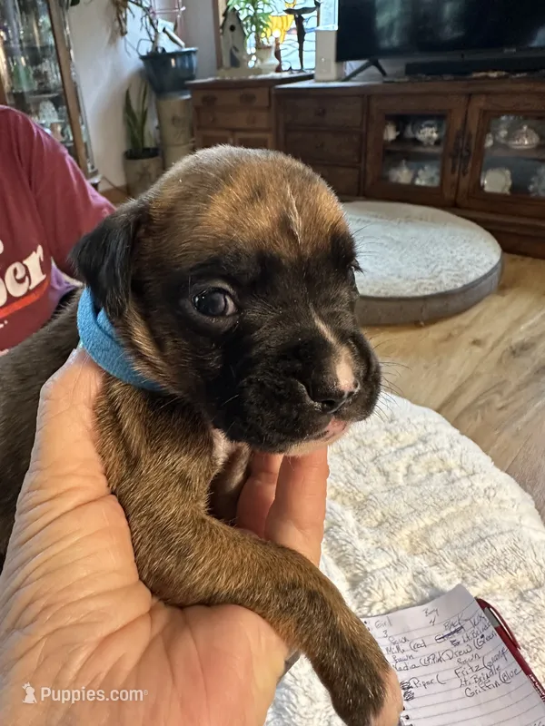 Griffin – Boxer puppy for sale in Kalamazoo, MI