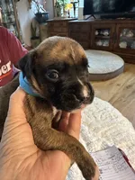 Griffin, a male Boxer for sale in Kalamazoo, MI – 1 of 6