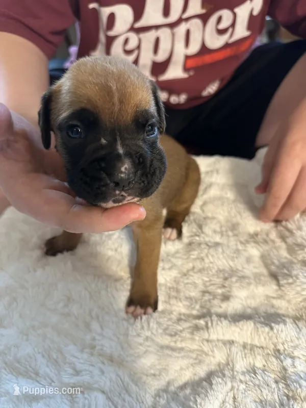 Fritz – Boxer puppy for sale in Kalamazoo, MI