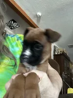 AKC  Piper, a female Boxer for sale in Kalamazoo, MI – 4 of 10