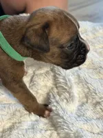 Drew, a male Boxer for sale in Kalamazoo, MI – 7 of 8
