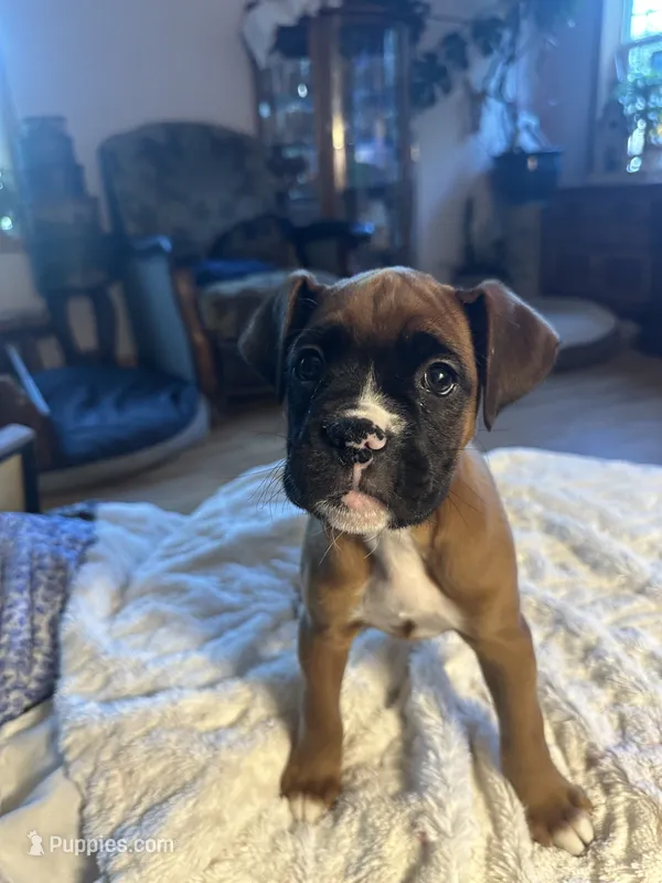 AKC Monkey – Boxer puppy for sale in Kalamazoo, MI