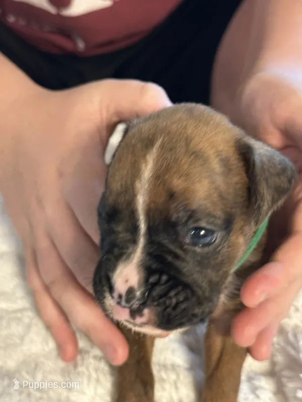 Drew – Boxer puppy for sale in Kalamazoo, MI