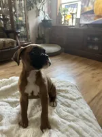 AKC  Piper, a female Boxer for sale in Kalamazoo, MI – 5 of 10