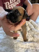 Fritz, a male Boxer for sale in Kalamazoo, MI – 4 of 6