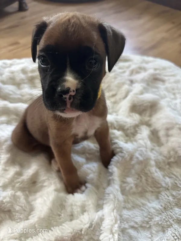 Piper – Boxer puppy for sale in Kalamazoo, MI