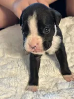 Tux, a male Boxer for sale in Kalamazoo, MI – 2 of 9