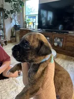 Griffin, a male Boxer for sale in Kalamazoo, MI – 3 of 6