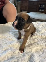 Piper, a female Boxer for sale in Kalamazoo, MI – 6 of 6