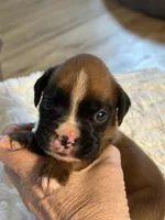 MiMi, a female Boxer for sale in Kalamazoo, MI – 1 of 5