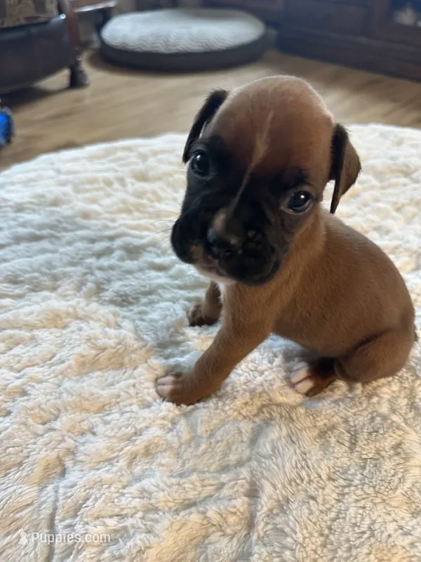Nadia – Boxer puppy for sale in Kalamazoo, MI