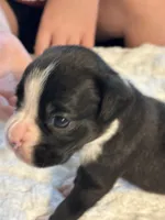 Tux, a male Boxer for sale in Kalamazoo, MI – 7 of 9
