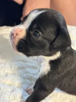 Tux, a male Boxer for sale in Kalamazoo, MI – 3 of 9