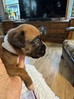 Piper, a female Boxer for sale in Kalamazoo, MI – 4 of 6