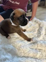 Piper, a female Boxer for sale in Kalamazoo, MI – 2 of 6