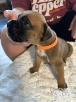 Fritz, a male Boxer for sale in Kalamazoo, MI – 6 of 6