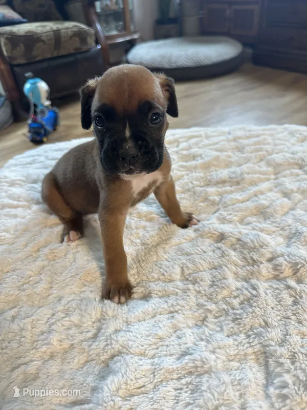 Fritz – Boxer puppy for sale in Kalamazoo, MI