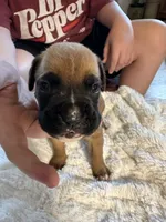 Fritz, a male Boxer for sale in Kalamazoo, MI – 2 of 6