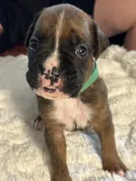 Drew, a male Boxer for sale in Kalamazoo, MI – 6 of 8