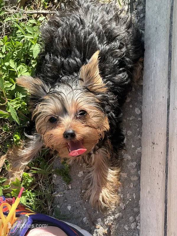 Teacup Girlie – Yorkshire Terrier puppy for sale in Orlando, FL
