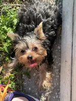 Teacup Teddy, a female Yorkshire Terrier for sale in Orlando, FL – 5 of 6