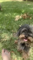 Yorkiepoo jet small, a female Yorkipoo and Poodle - Toy  for sale in Orlando, FL – 2 of 10